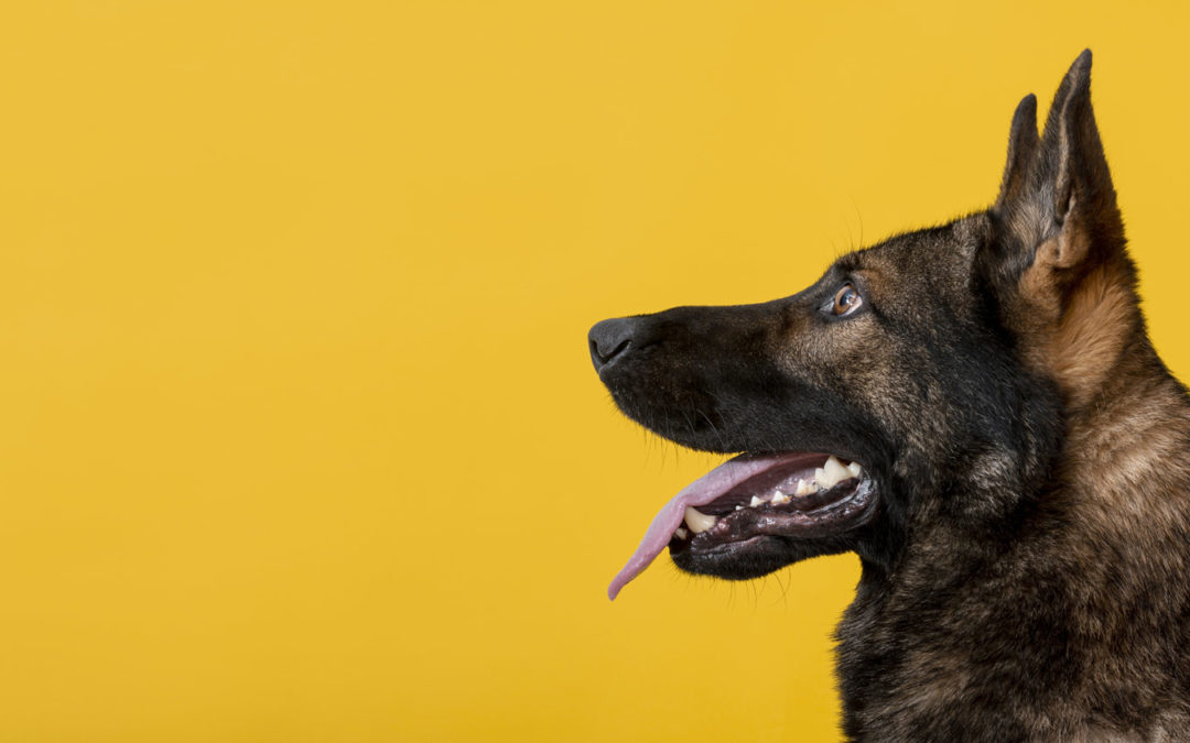 Adiestramiento canino en Dos Hermanas